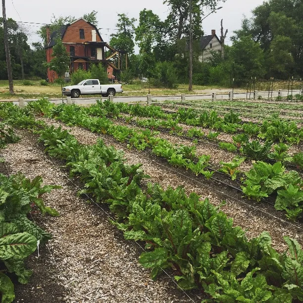 Rows of swiss chard in an urban farm