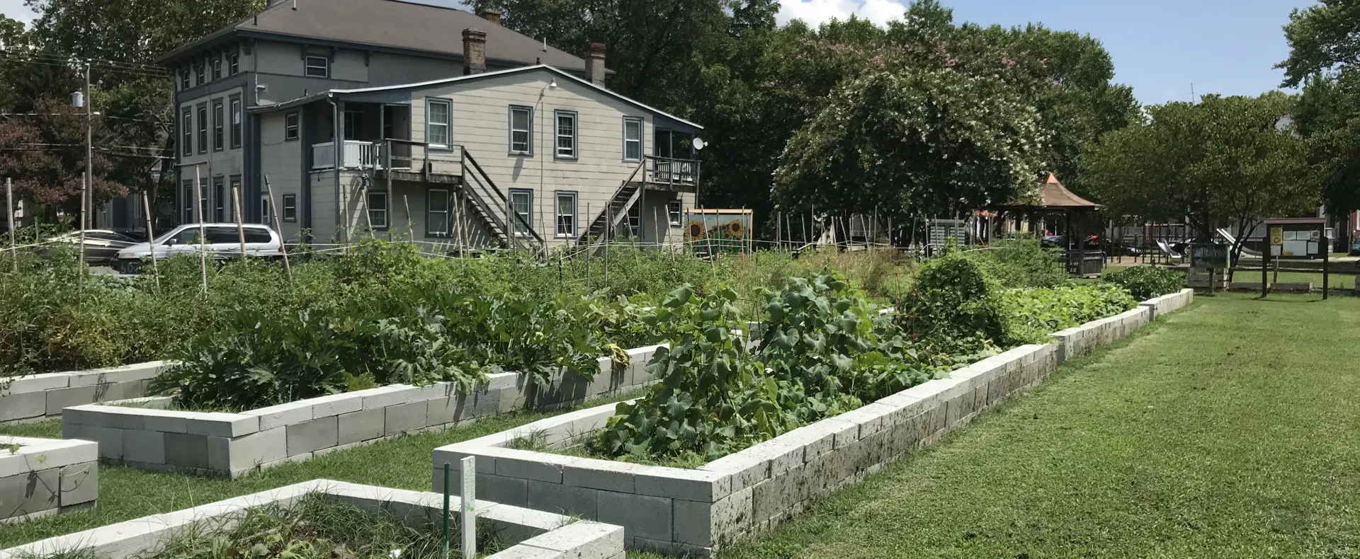 Garden beds with bolted spinach