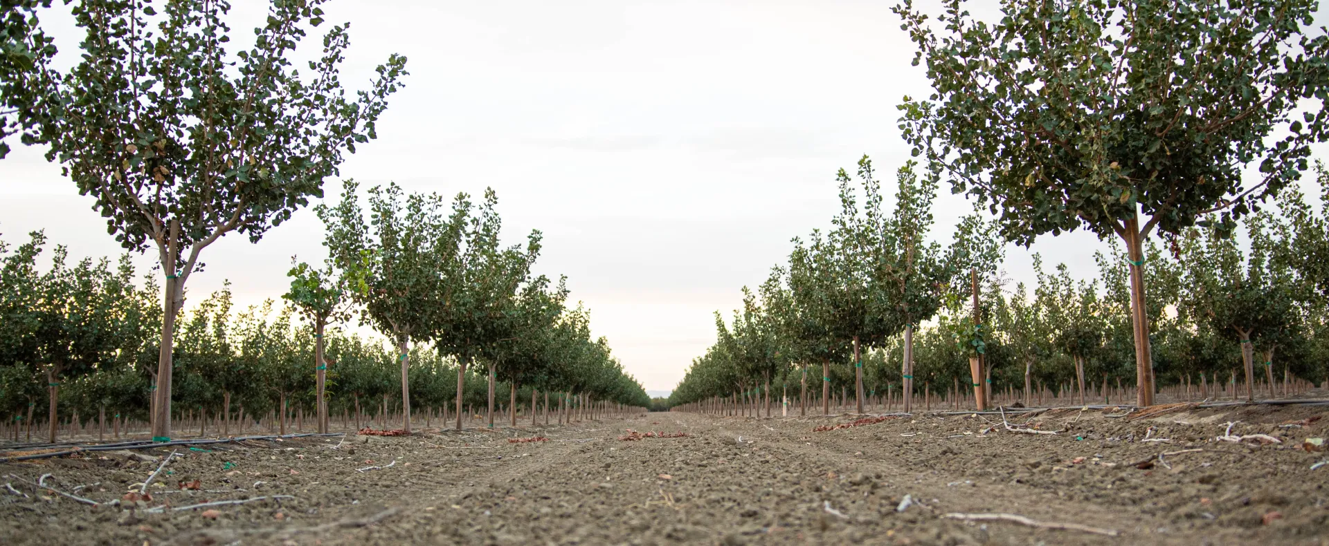 Almond fields